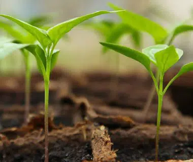 Tout savoir sur les artisans semenciers bio | 4 saisons n°235 1