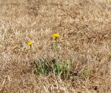 Gazon sec : comment le remplacer ? | 4 saisons n°237 2