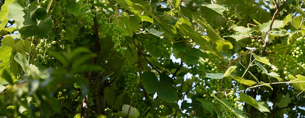 Conseils pour créer une forêt-jardin | 4 saisons n°240