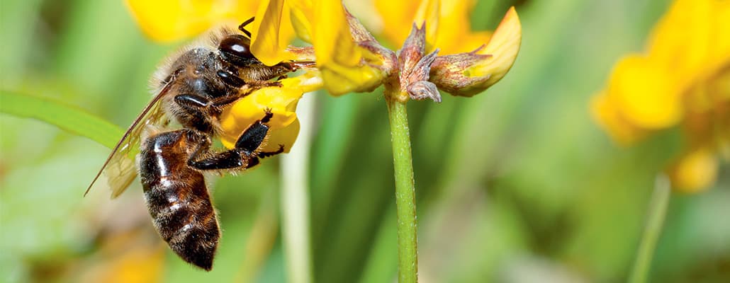 Abeille noire, la survivante | 4 saisons n°245 2