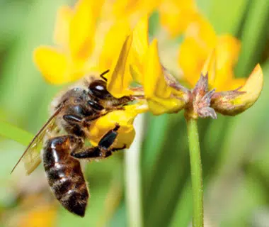 Abeille noire, la survivante | 4 saisons n°245 5