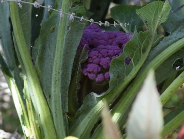 Graines Chou Brocoli violet du Cap bio – Jardin’enVie