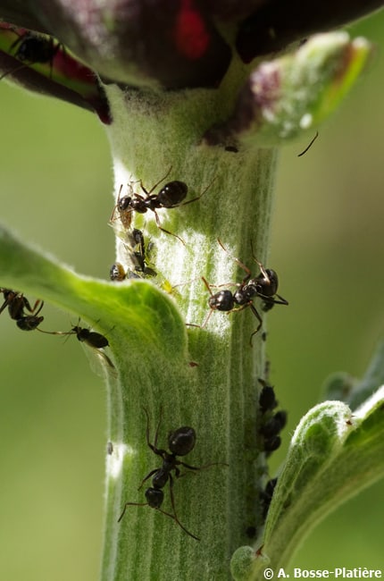 J – ABP – Pucerons et fourmis sur artichaut