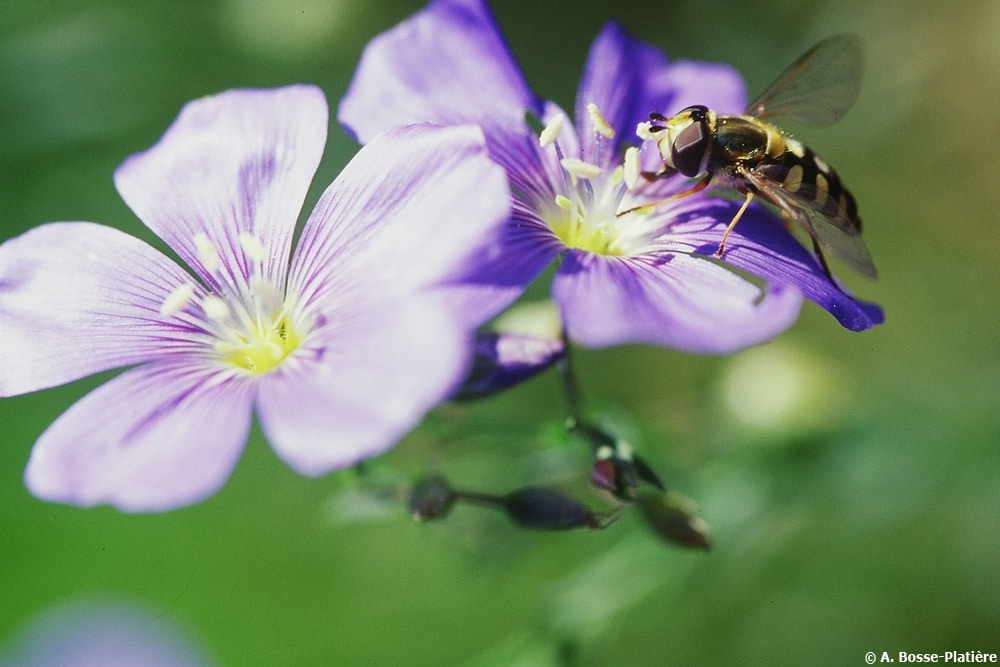 J – ABP- Syrphe sur fleur de lin