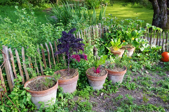 J – ABP – cultures en pots