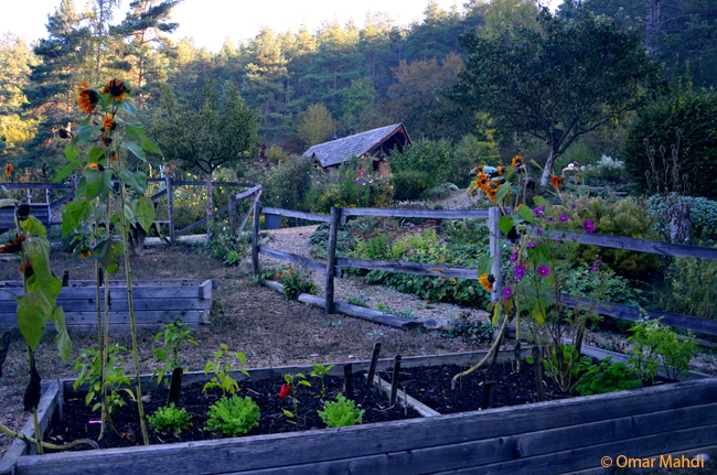 J – OM – potager des ecoliers en septembre