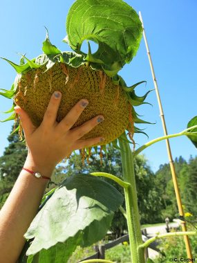 Animer au jardin avec des enfants - Module 2