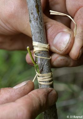 Réussir ses greffes au verger