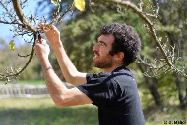 Taille douce des arbres fruitiers