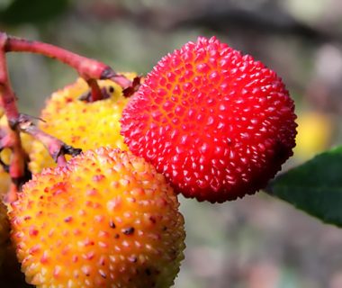 Quatre fruitiers méditerranéens à tenter dans votre jardin | 4 saisons n°238