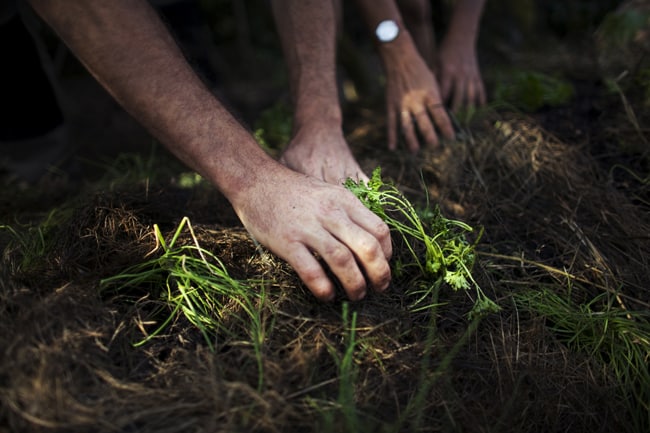 S – DE – les mains dans la terre