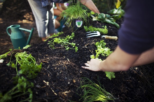 S – DE – tous au potager