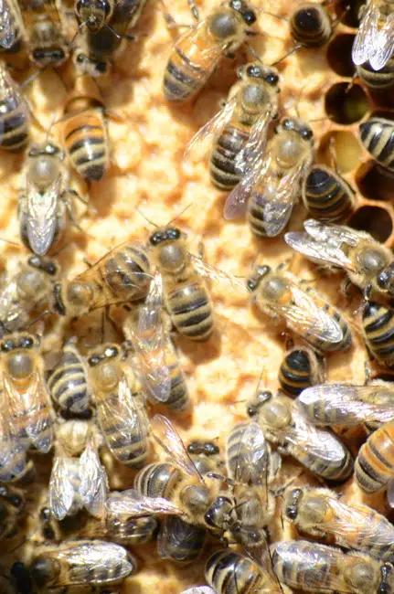 S – OM – abeilles