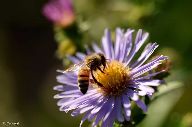 Abeille aster