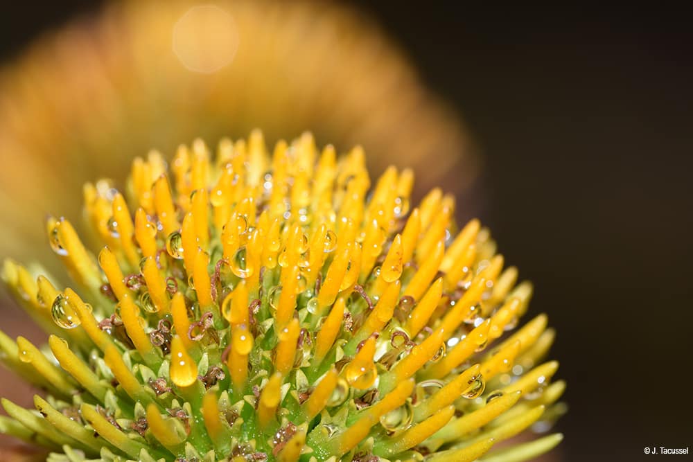 Rosée au jardin