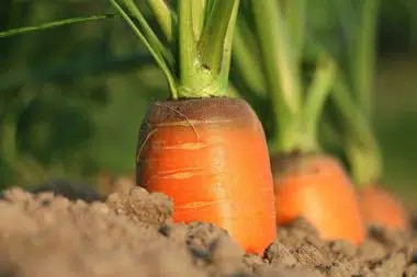 Graines Carotte de Tourchon bio - Jardin'enVie 1