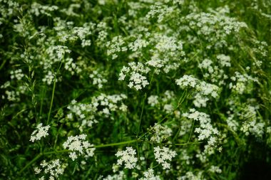 Graines Cerfeuil commun bio - Jardin'enVie 1