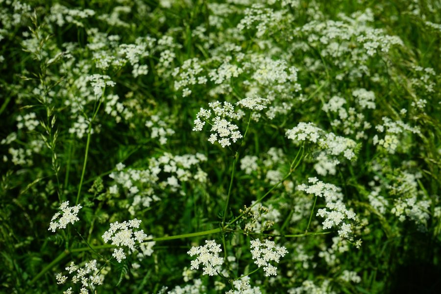 Graines Cerfeuil commun bio - Jardin'enVie 1