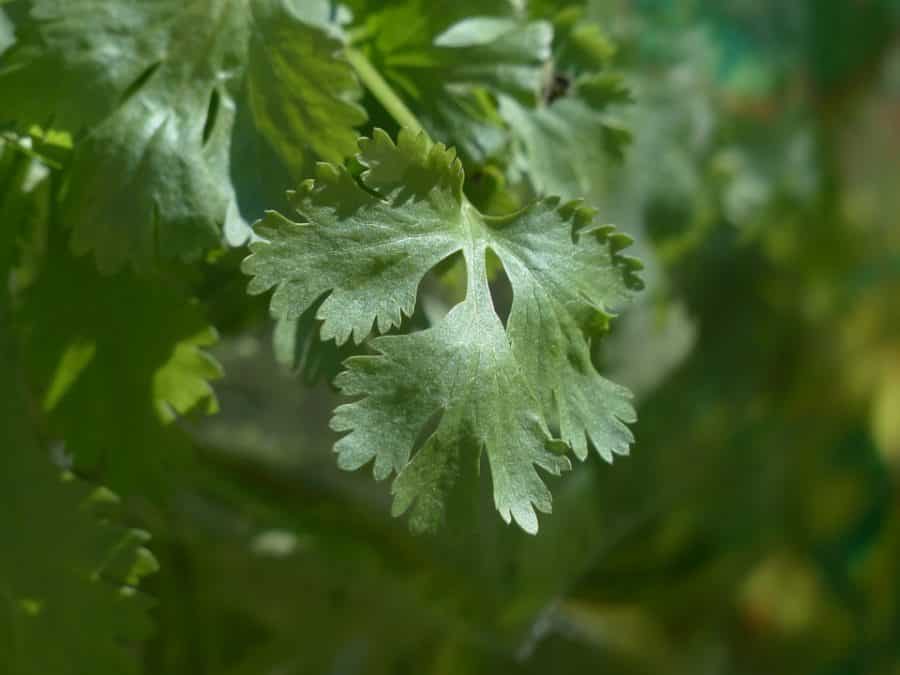 Graines Coriandre bio - Jardin'enVie