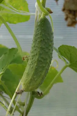 Graines Cornichon vert petit de Paris bio - Jardin'enVie 1