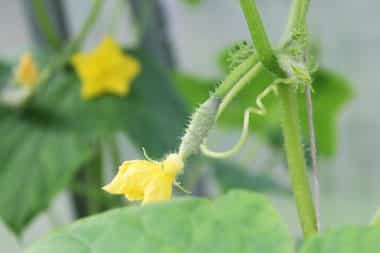 Graines Cornichon vert petit de Paris bio - Jardin'enVie 2