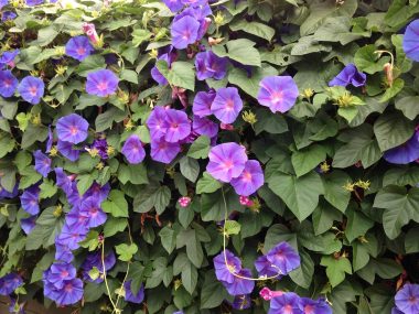 Graines Ipomée Volubilis en mélange bio - Jardin'enVie 1