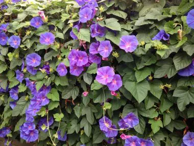 Graines Ipomée Volubilis en mélange bio - Jardin'enVie 1