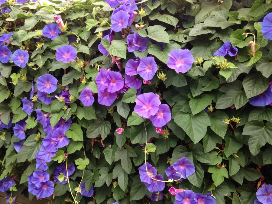 Graines Ipomée Volubilis en mélange bio - Jardin'enVie 1