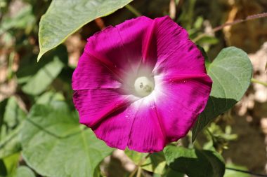 Graines Ipomée Volubilis en mélange bio - Jardin'enVie 2