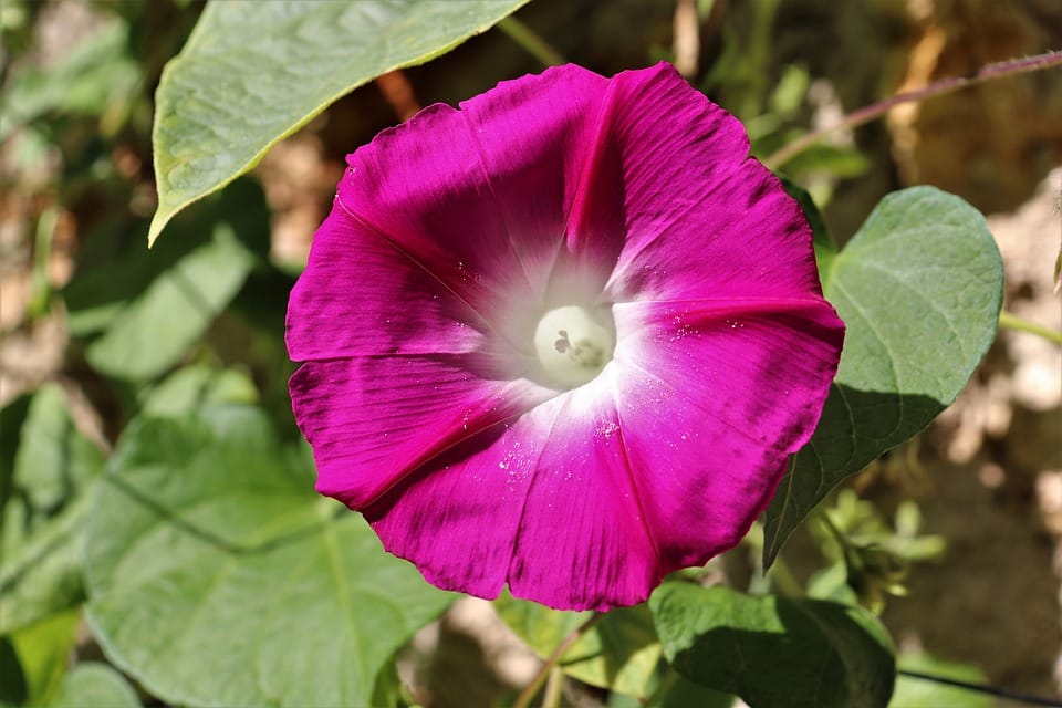 Graines Ipomée Volubilis en mélange bio – Jardin’enVie 2