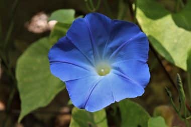 Graines Ipomée Volubilis en mélange bio - Jardin'enVie