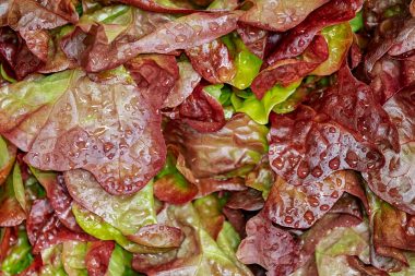 Graines Laitue à couper Sanguine bio - Jardin'enVie