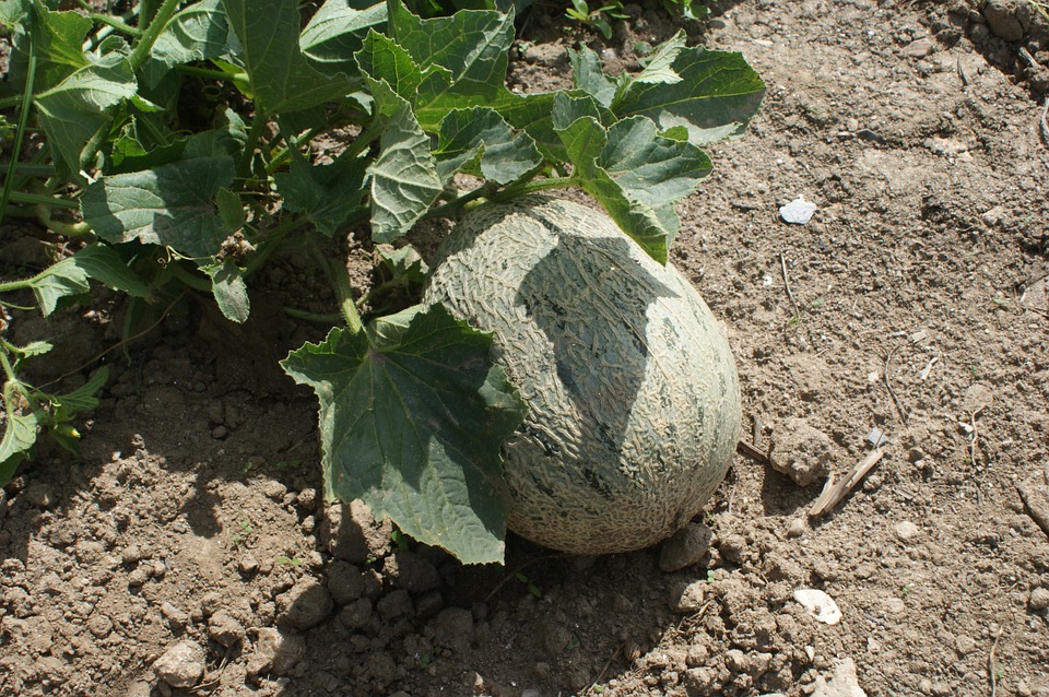 Graines Melon Cantaloup Charentais bio – Jardin’enVie 1