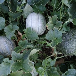 Graines Melon Cantaloup Charentais bio - Jardin'enVie 2