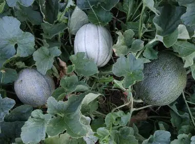 Graines Melon Cantaloup Charentais bio - Jardin'enVie 2