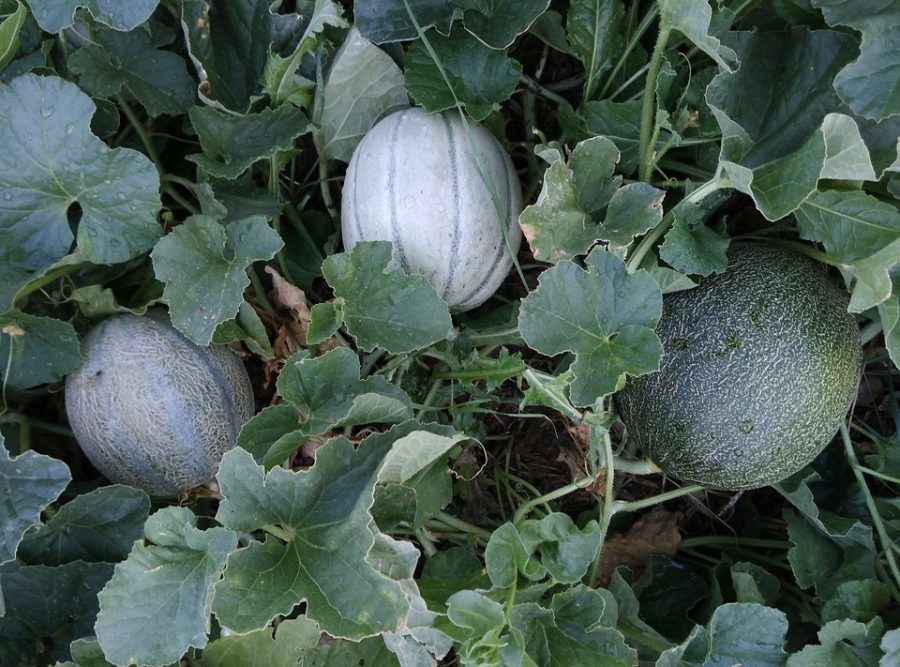 Graines Melon Cantaloup Charentais bio - Jardin'enVie 2