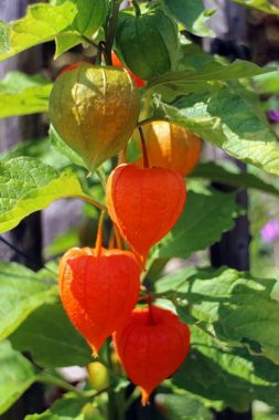 Graines Physalis Peruviana bio - Jardin'enVie 1