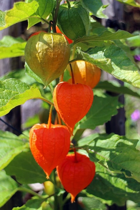 Graines Physalis Peruviana bio – Jardin’enVie 1