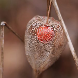 Graines Physalis Peruviana bio - Jardin'enVie 2