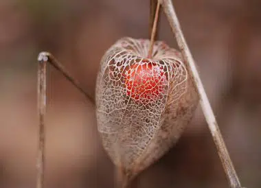 Graines Physalis Peruviana bio - Jardin'enVie 2