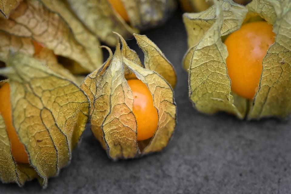 Graines Physalis Peruviana bio – Jardin’enVie