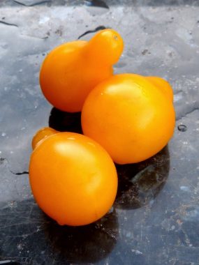 Graines Tomate cerise poire jaune bio - Jardin'enVie 1