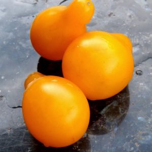 Graines Tomate cerise poire jaune bio - Jardin'enVie 1