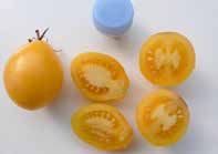 Graines Tomate cerise poire jaune bio - Jardin'enVie 2