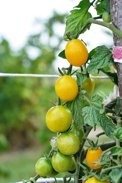 Graines Tomate cerise poire jaune bio – Jardin’enVie