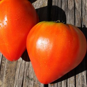Graines Tomate cœur de bœuf rouge bio - Jardin'enVie 1