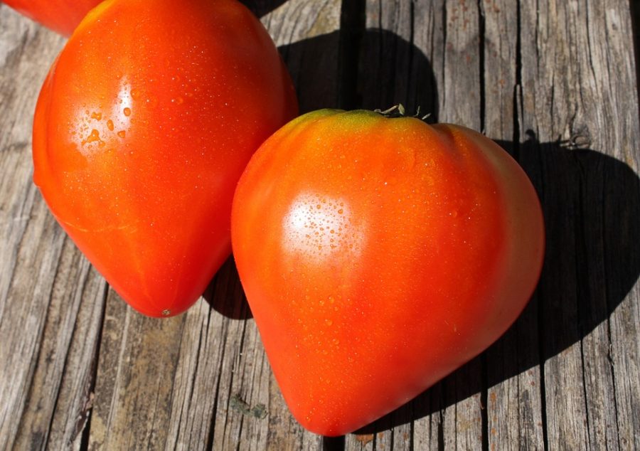 Graines Tomate cœur de bœuf rouge bio - Jardin'enVie 1