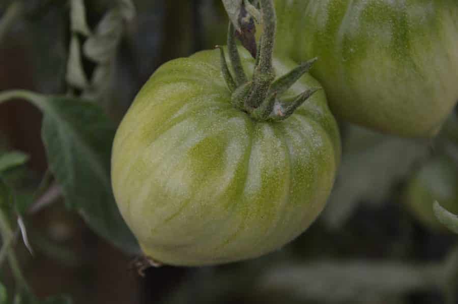 Graines Tomate cœur de bœuf rouge bio - Jardin'enVie