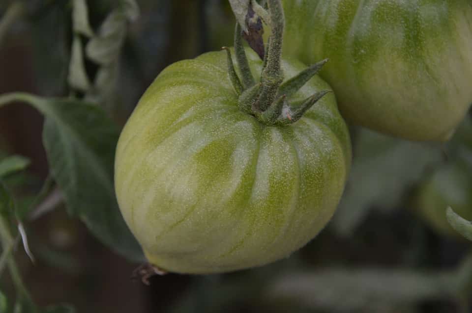 Graines Tomate cœur de bœuf rouge bio – Jardin’enVie