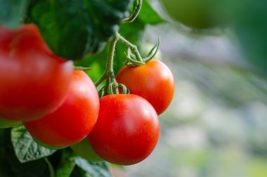 Graines Tomate précoce glacier bio - Jardin'enVie 1